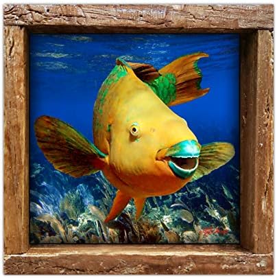Szivárvány Papagájhal | Víz alatti Fotó Papagájhal A Florida Keys Nyomtatott 4.25 x 4.25 Fényes Kerámia Keretezett Homár